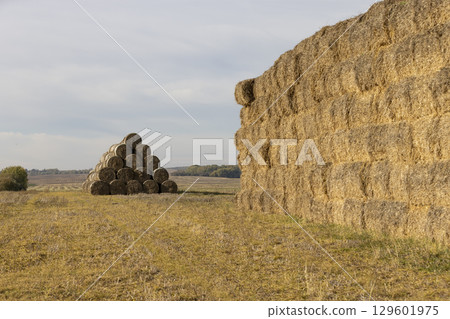 straw from wheat and other cereals packed in rectangular stacks and left on the field for storage, golden wheat straw used in agriculture and animal husbandry straw from wheat and other cereals packed in rectangular stacks and left on the field for storage, golden wheat straw used in agriculture and animal husbandry 129601975