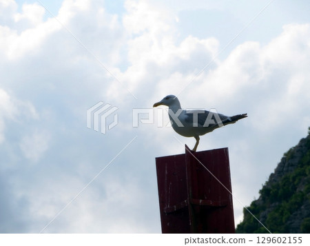 Yellow Legged Gull Perches Majestically on a Wooden Post Under a Cloudy Sky at Dusk 129602155