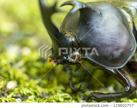 Close-up of a rhinoceros beetle on the ground Close-up of a rhinoceros beetle on the ground 129602757