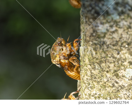 正在羽化的棕蟬 129602764