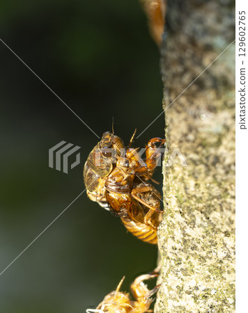 Brown cicada in the process of emerging 129602765