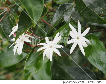 熱帶花園中盛開的天使翼茉莉花-巴林湖(澳洲昆士蘭)-充滿星狀香氣 熱帶花園中盛開的天使翼茉莉花-巴林湖(澳洲昆士蘭)-充滿星狀香氣 129602858
