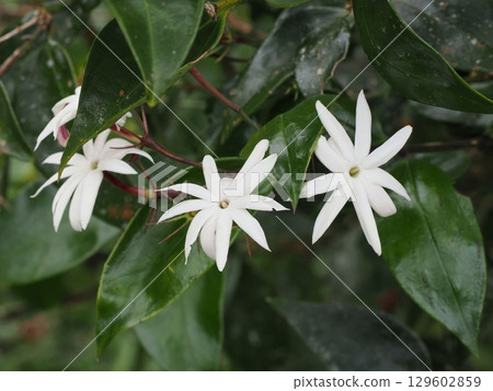 White jasmine blooming in a tropical garden - Lake Barrine (Australia, Queensland) Surrounded by the star-shaped fragrance White jasmine blooming in a tropical garden - Lake Barrine (Australia, Queensland) Surrounded by the star-shaped fragrance 129602859