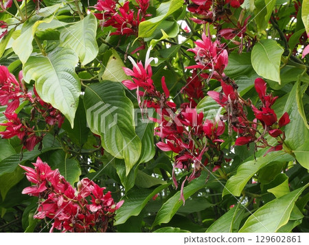 披著深紅色斗篷的熱帶之王－巴林湖盛開的梅加斯克帕斯瑪 129602861