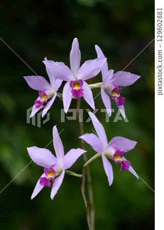 Lelia Ankenppus 129602881