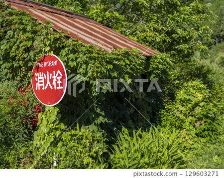 覆蓋著新鮮綠色植物的消防栓和棚子 覆蓋著新鮮綠色植物的消防栓和棚子 129603271