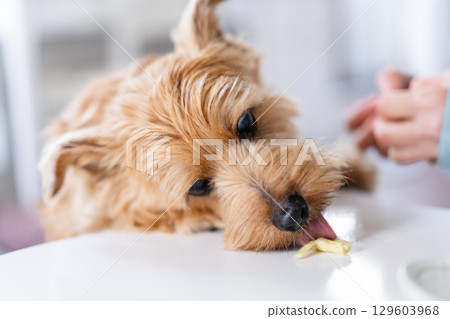 Norfolk Terrier eating food Norfolk Terrier eating food 129603968
