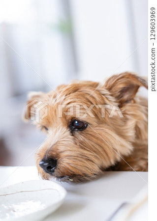 Norfolk Terrier waiting for food Norfolk Terrier waiting for food 129603969