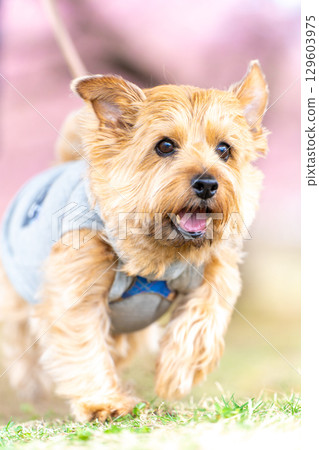 Norfolk terrier walking along the Kawazu cherry blossom trees Norfolk terrier walking along the Kawazu cherry blossom trees 129603975