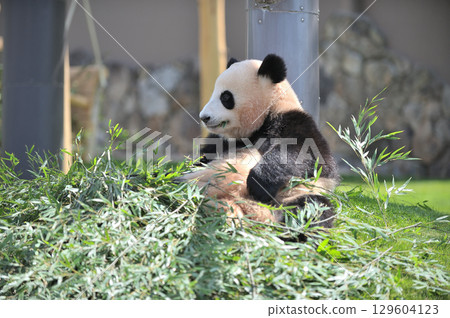 梅濱美味地吃著竹子 129604123