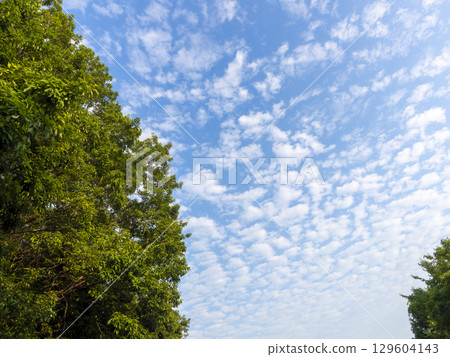 Blue sky and fresh green tree 129604143