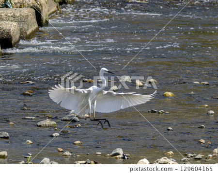 一隻大白鷺降落到河岸上 129604165