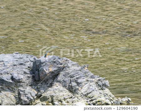 Kingfisher perched on a rock in the river Kingfisher perched on a rock in the river 129604190