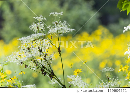 白芷和紅腿百合盛開 白芷和紅腿百合盛開 129604251