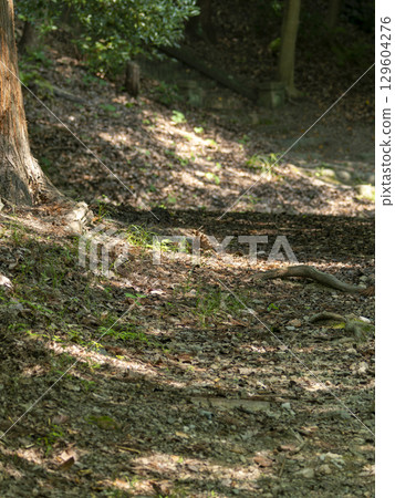 A mountain path with sunlight filtering through the trees A mountain path with sunlight filtering through the trees 129604276
