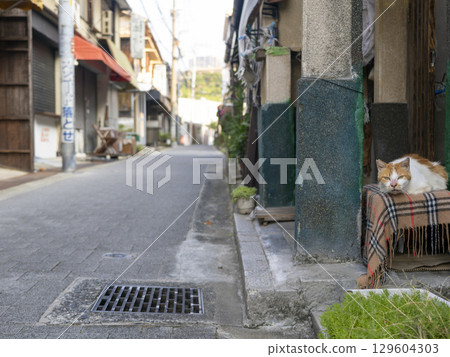 一隻貓在住宅區的長椅上休息 一隻貓在住宅區的長椅上休息 129604303