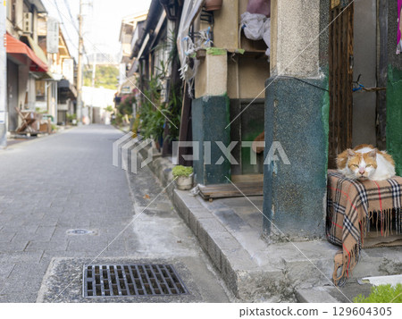 A cat resting on a bench in a residential area A cat resting on a bench in a residential area 129604305