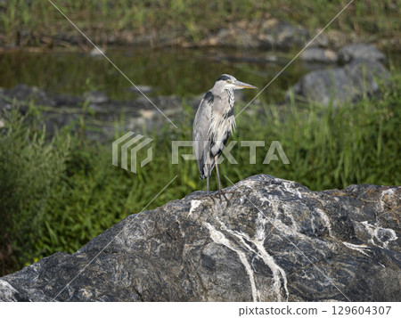 Ao-sama standing on the rock Ao-sama standing on the rock 129604307