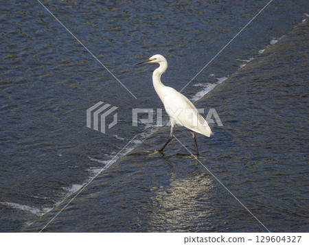 中型白鷺鷥沿著堰行走 129604327