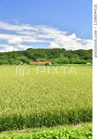 Photographing the scenery of rice paddies with ears of rice emerging in Esashi Town, Hokkaido in summer Photographing the scenery of rice paddies with ears of rice emerging in Esashi Town, Hokkaido in summer 129604418