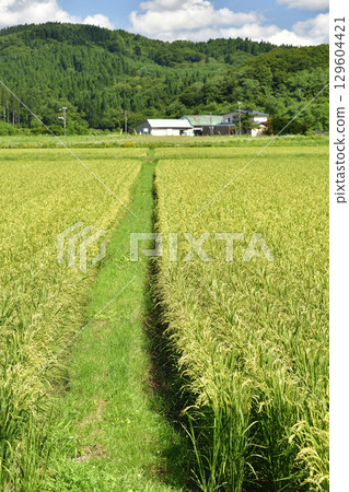 Photographing the scenery of rice paddies with ears of rice emerging in Esashi Town, Hokkaido in summer Photographing the scenery of rice paddies with ears of rice emerging in Esashi Town, Hokkaido in summer 129604421