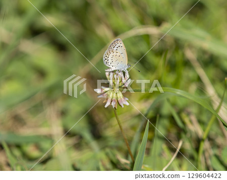 A Yamato Shijimi butterfly sucking nectar from a white clover flower 129604422