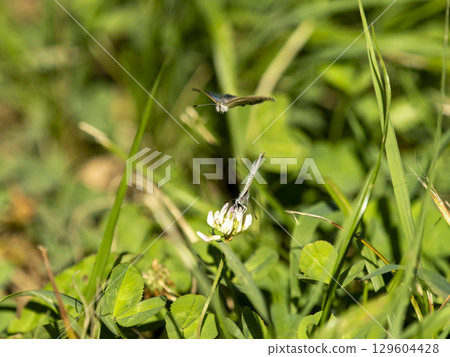一隻大和蜈蚣蝴蝶正在吸食白三葉草的花蜜 129604428