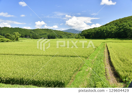 Photographing the scenery of rice paddies with ears of rice emerging in Esashi Town, Hokkaido in summer 129604429