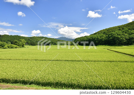 拍攝北海道江差町夏季冒出稻穗的稻田風景 拍攝北海道江差町夏季冒出稻穗的稻田風景 129604430