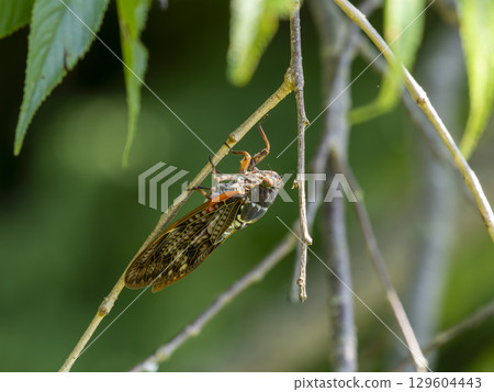 Abra Zemi stopping in a tree Abra Zemi stopping in a tree 129604443