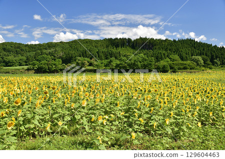Photographing the sunflower fields in Esashi, Hokkaido in summer 129604463