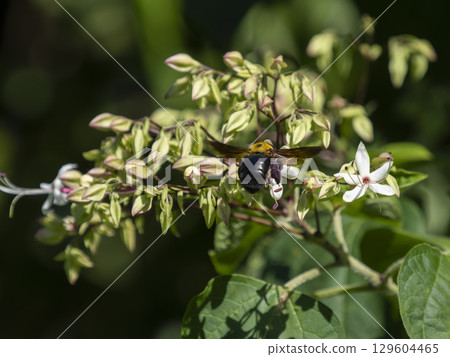 A carpenter bee collecting pollen from the clover A carpenter bee collecting pollen from the clover 129604465