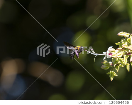A carpenter bee collecting pollen from the clover A carpenter bee collecting pollen from the clover 129604466