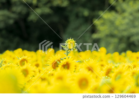 潛望鏡狀的向日葵花蕾 潛望鏡狀的向日葵花蕾 129604469