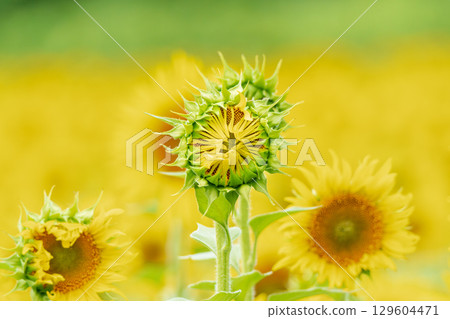 Sunflower bush 129604471