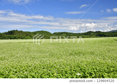 Photographing the scenery of buckwheat fields beginning to bloom in Otobe Town, Hokkaido in summer Photographing the scenery of buckwheat fields beginning to bloom in Otobe Town, Hokkaido in summer 129604520