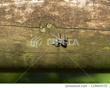 Jumping spider moving across a wooden fence Jumping spider moving across a wooden fence 129604535