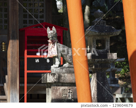 Guardian foxes and torii gates at Inari Shrine 129604679