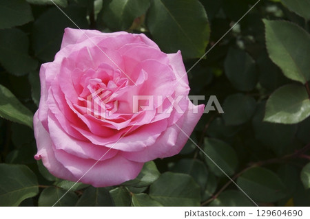 rose rose 129604690