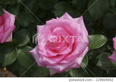 rose rose 129604692
