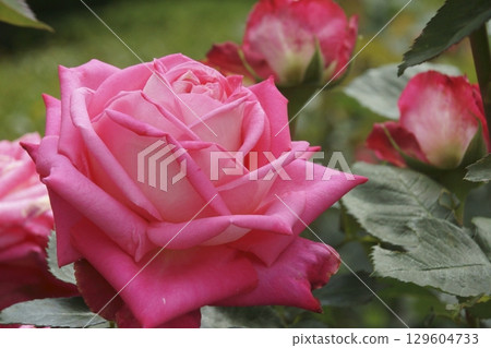rose	 129604733