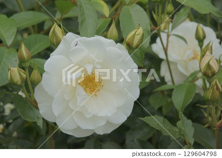 玫瑰 玫瑰 129604798