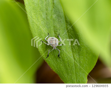 斑點臭蟲幼蟲在葉子上休息 129604935