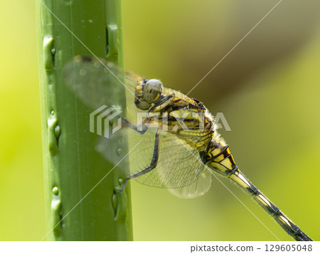 Dragonfly on a stick 129605048