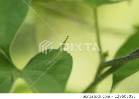 Baby morning glory dove grasshoppers Baby morning glory dove grasshoppers 129605053