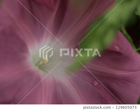 棕色牽牛花在八月美麗地綻放 棕色牽牛花在八月美麗地綻放 129605073