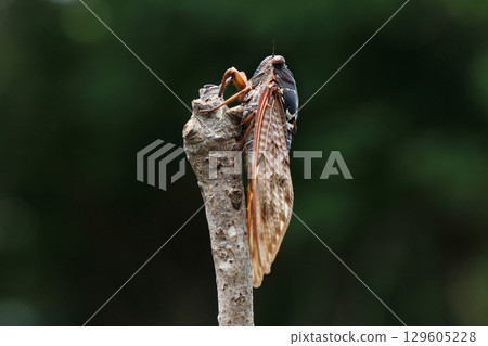 Abra cicada perched on a branch 129605228