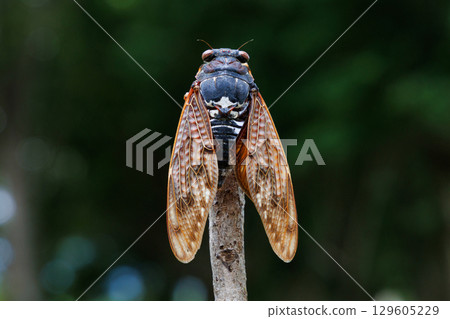 Abra cicada perched on a branch Abra cicada perched on a branch 129605229