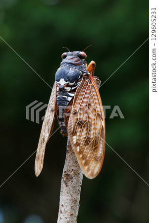 Abra cicada perched on a branch 129605231