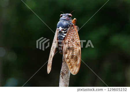 Abra cicada perched on a branch Abra cicada perched on a branch 129605232
